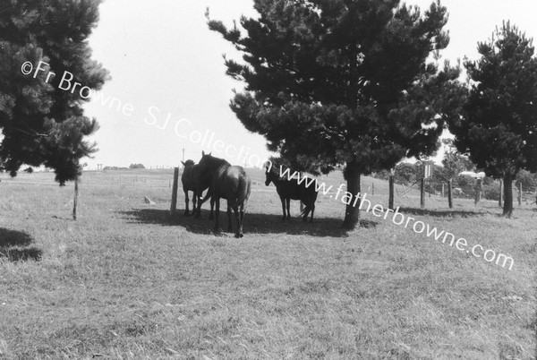 HORSES IN SHADE